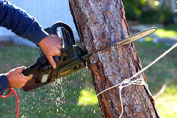 Trusted Willards, MD Tree Care Experts